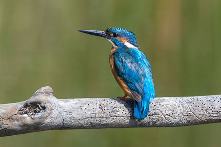 Eisvogel