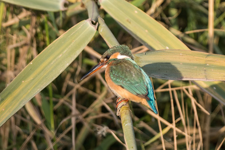 Eisvogel