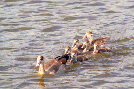 Nilgans