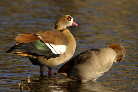 Nilgans