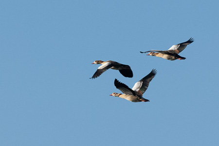 Nilgans