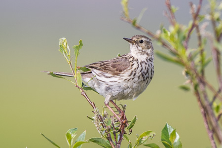 Wiesenpieper