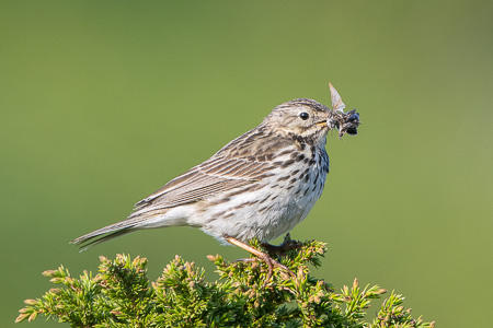 Wiesenpieper