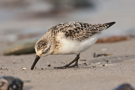 Sanderling