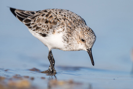 Sanderling