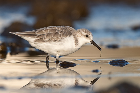 Sanderling