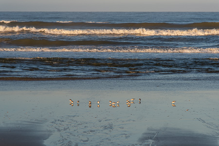 Sanderling