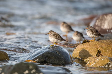 Meerstrandläufer