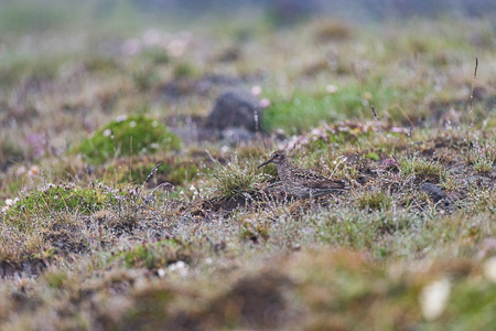 Meerstrandläufer