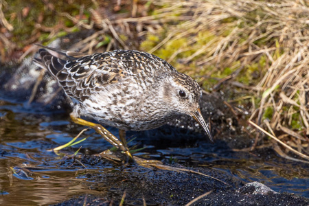 Meerstrandläufer