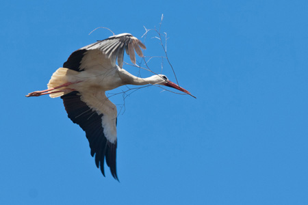 Weissstorch