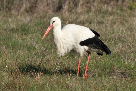 Weissstorch