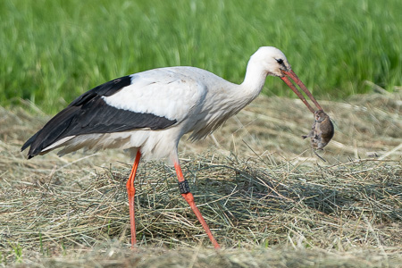 Weissstorch