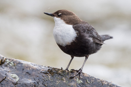 Wasseramsel