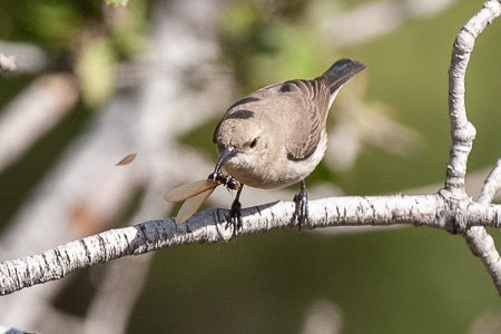 Jerichonektarvogel