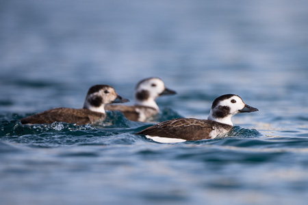 Eisenten