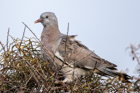 Ringeltaube