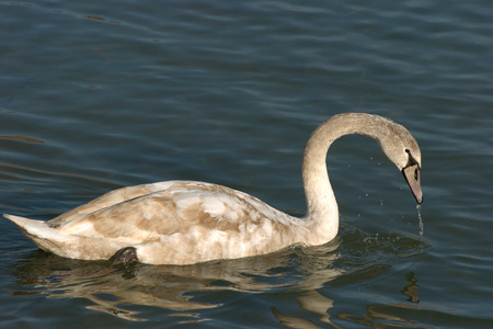 Höckerschwan