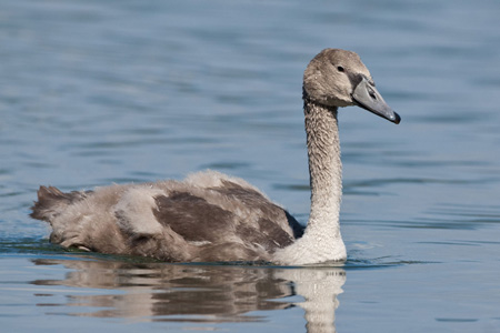 Höckerschwan