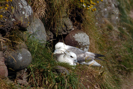 Eissturmvogel