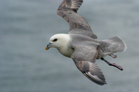 Eissturmvogel