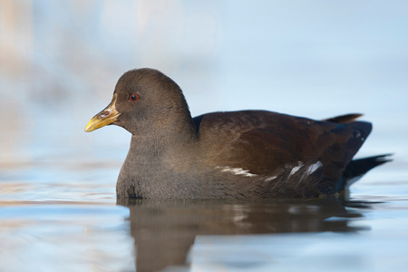 Teichhuhn