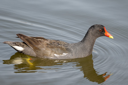 Teichhuhn