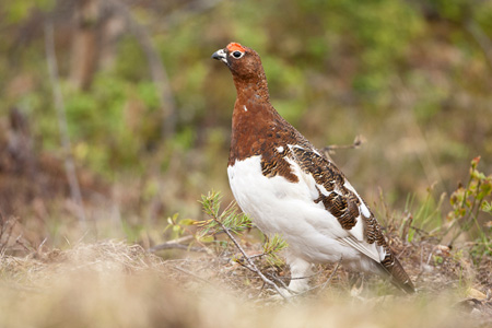 Moorschneehuhn