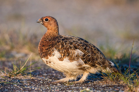 Moorschneehuhn