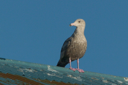 Eismöwe