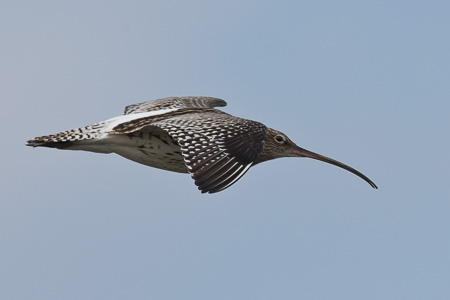 Grosser Brachvogel