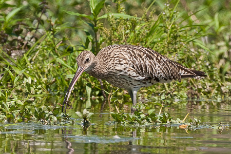 Grosser Brachvogel