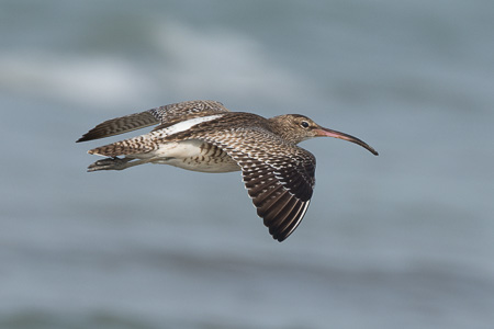 Regenbrachvogel