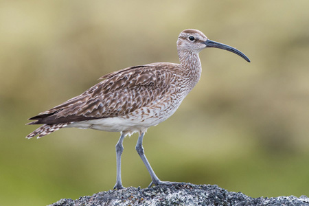 Regenbrachvogel