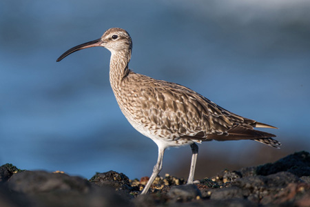 Regenbrachvogel