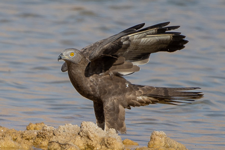 Wespenbussard