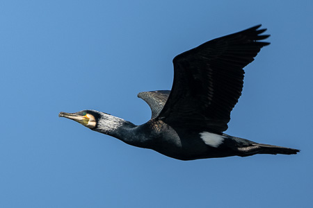 Kormoran