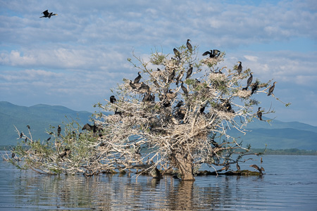 Kormoran