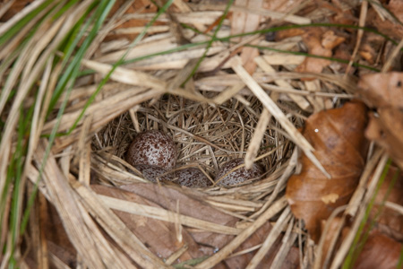 Waldlaubsänger