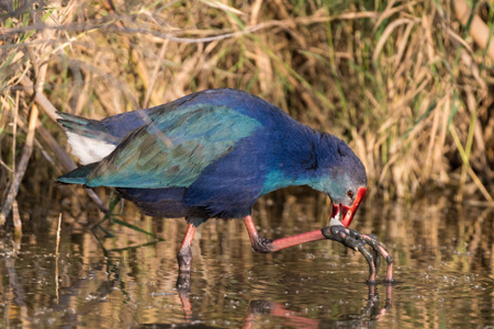 Graukopf-Purpurhuhn