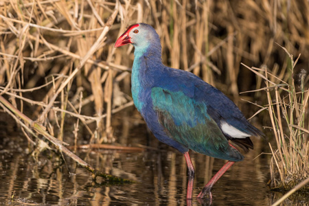 Graukopf-Purpurhuhn