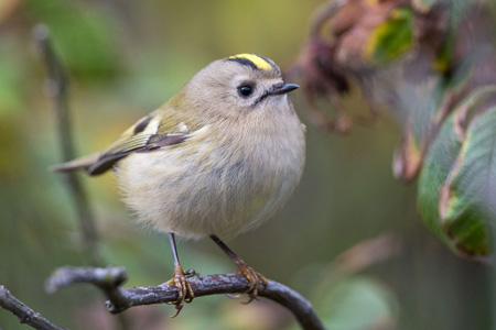 Wintergoldhähnchen