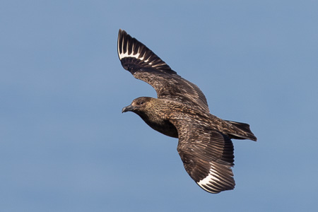 Skua