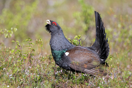 Auerhuhn