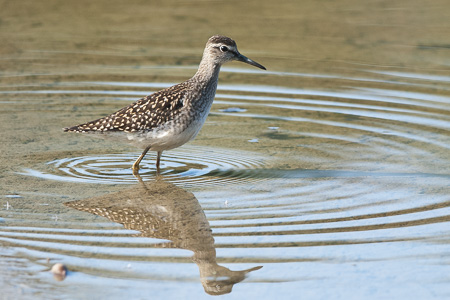 Bruchwasserläufer