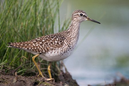 Bruchwasserläufer