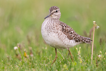 Bruchwasserläufer