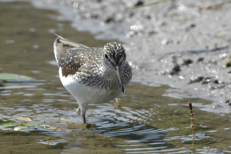 Waldwasserläufer