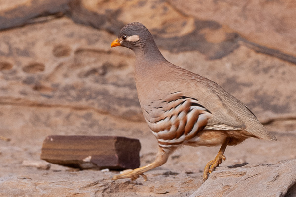 Arabisches Wüstenhuhn