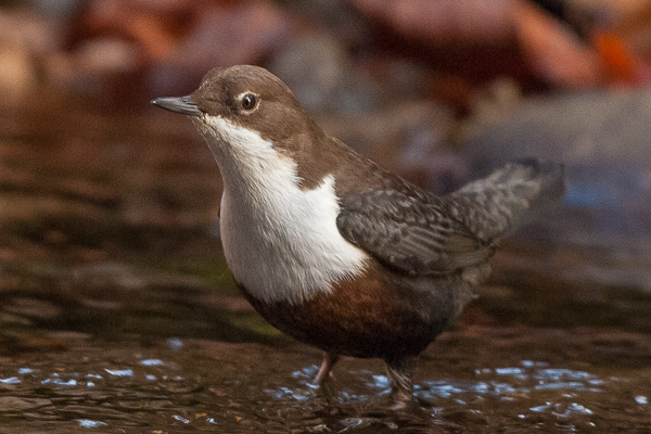 Wasseramsel